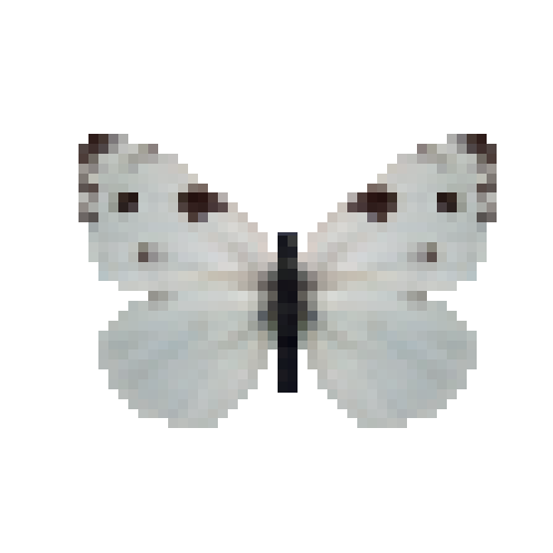 butterfly-dead-checkeredwhitemale