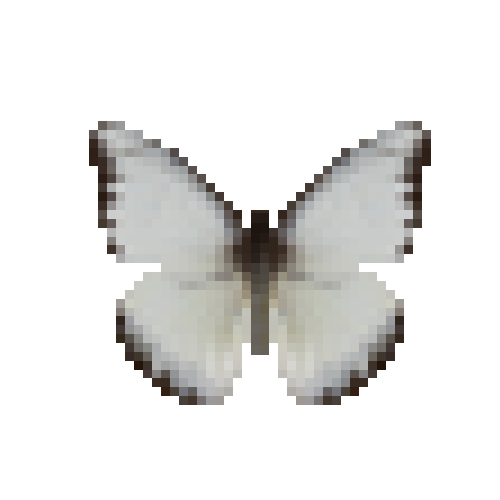 butterfly-dead-chocolatealbatrossdryseasonmale