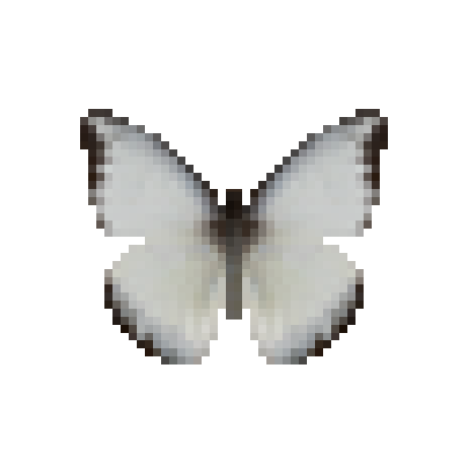 butterfly-dead-chocolatealbatrosswetseasonmale