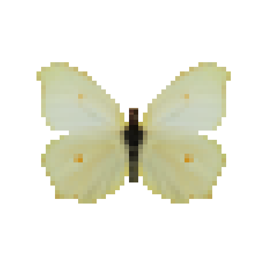 butterfly-dead-cleopatrafemale