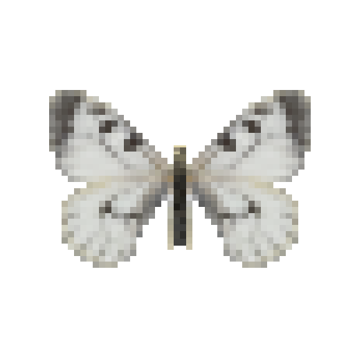 butterfly-dead-cloudedapollofemale