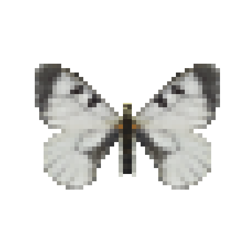 butterfly-dead-cloudedapollomale