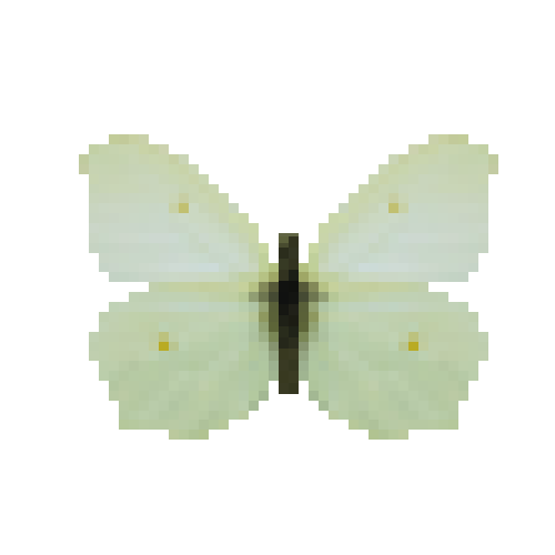 butterfly-dead-commonbrimstonefemale