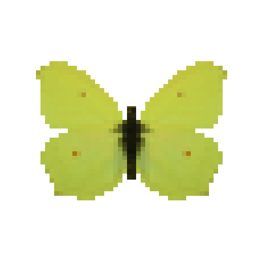 butterfly-dead-commonbrimstonemale