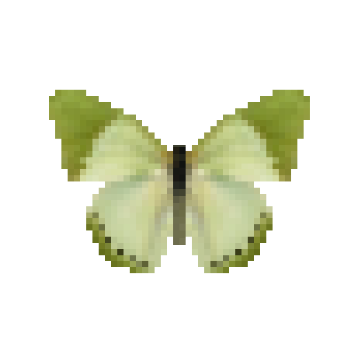 butterfly-dead-commongreencharaxes