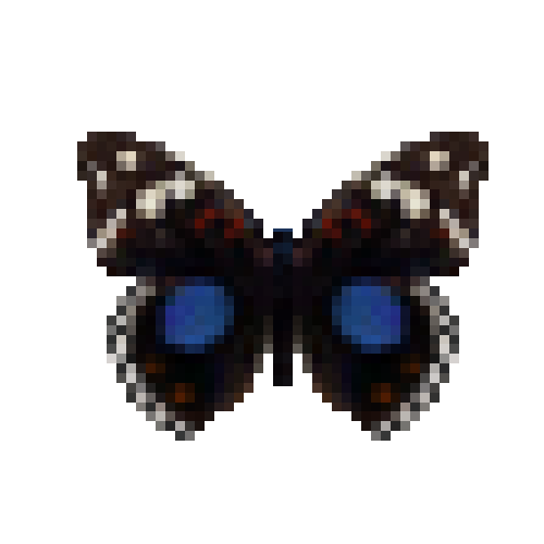 butterfly-dead-darkbluepansy