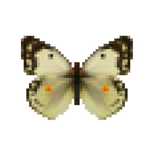butterfly-dead-dawncloudedbutterflywhitefemale