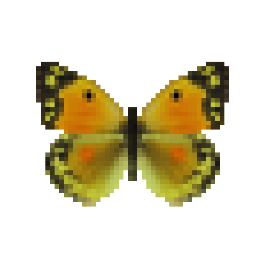 butterfly-dead-dawncloudedbutterflyyellowfemale