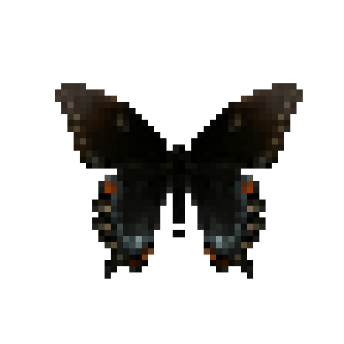 butterfly-dead-easterntigerswallowtaildarkfemale