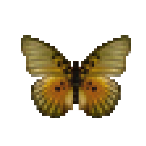 butterfly-dead-edwardsforesterfemale