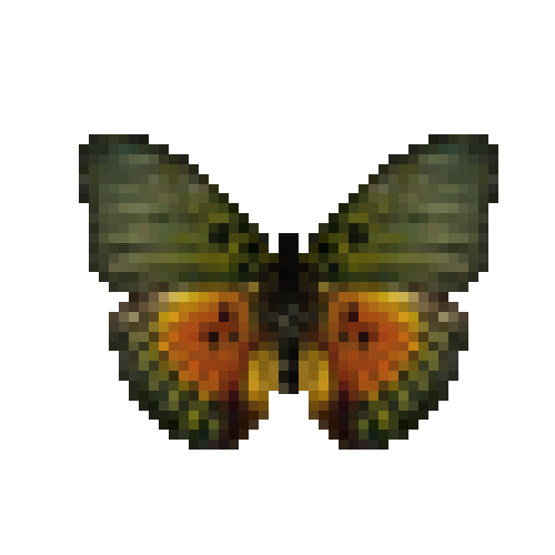 butterfly-dead-edwardsforestermale