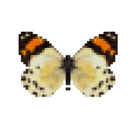 butterfly-dead-eroessachiliensisfemale