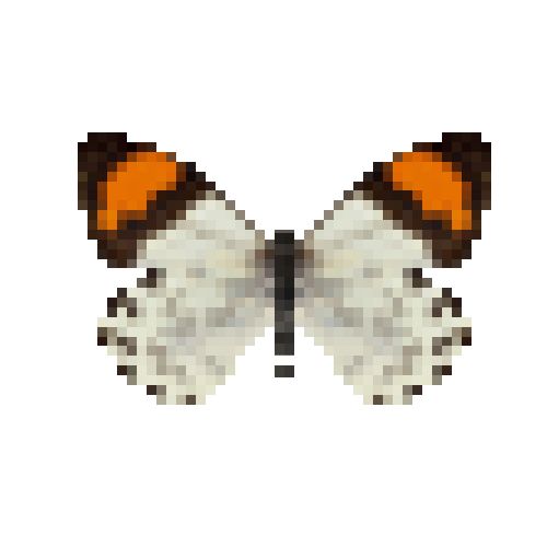 butterfly-dead-eroessachiliensismale