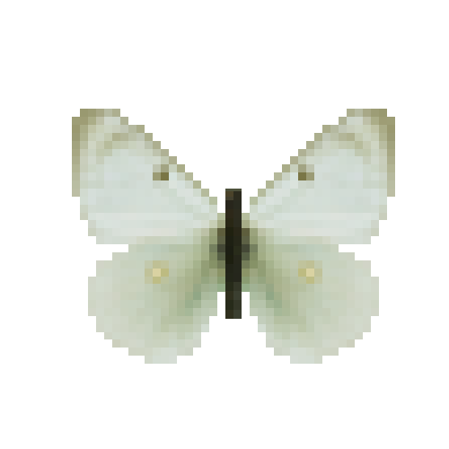 butterfly-dead-giantnorthernsulfurfemale