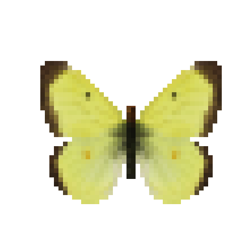 butterfly-dead-giantnorthernsulfurmale