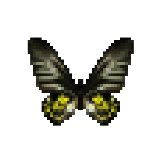 butterfly-dead-goldenbirdwingfemale