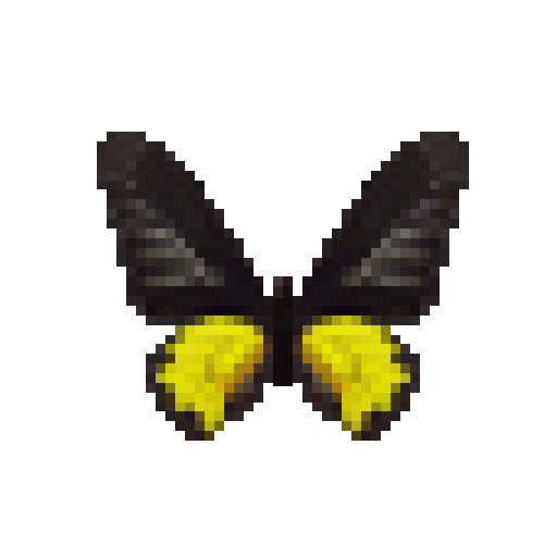 butterfly-dead-goldenbirdwingmale