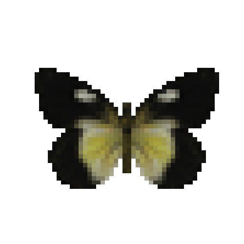 butterfly-dead-goldenjezebelfemale