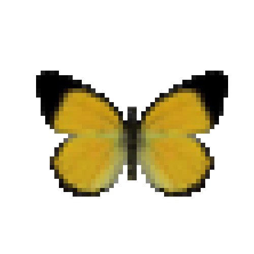 butterfly-dead-goldenjezebelmale