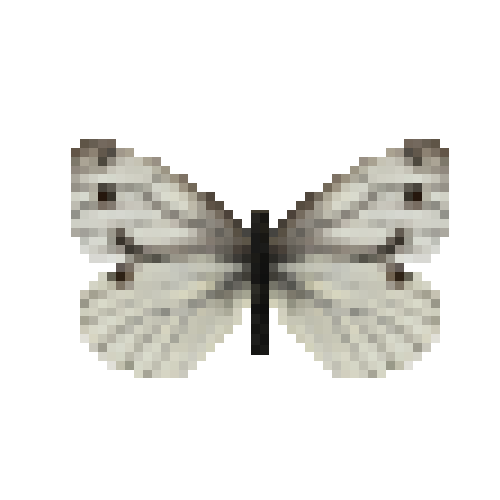 butterfly-dead-greenveinedwhitefemale