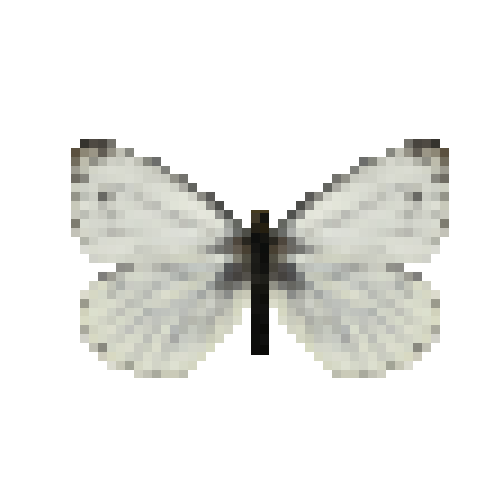 butterfly-dead-greenveinedwhitemale