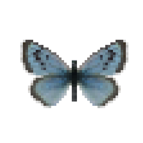 butterfly-dead-largebluefemale