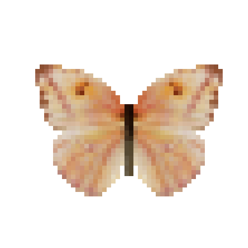 butterfly-dead-largeorangesulphurfemale