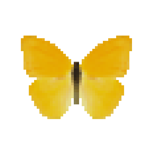 butterfly-dead-largeorangesulphurmale