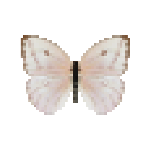 butterfly-dead-largeorangesulphurwhitefemale