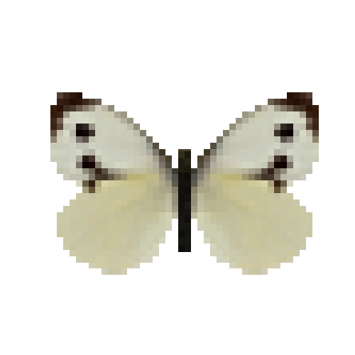 butterfly-dead-largewhitefemale