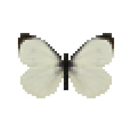 butterfly-dead-largewhitemale