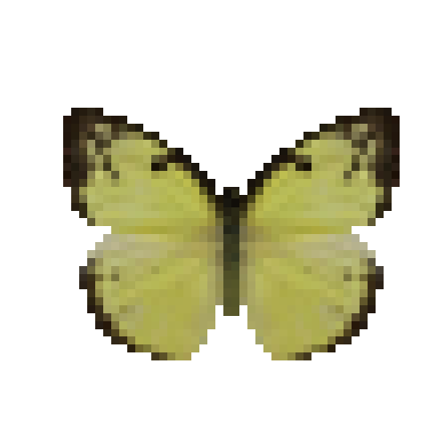 butterfly-dead-lemonemigrantfemale