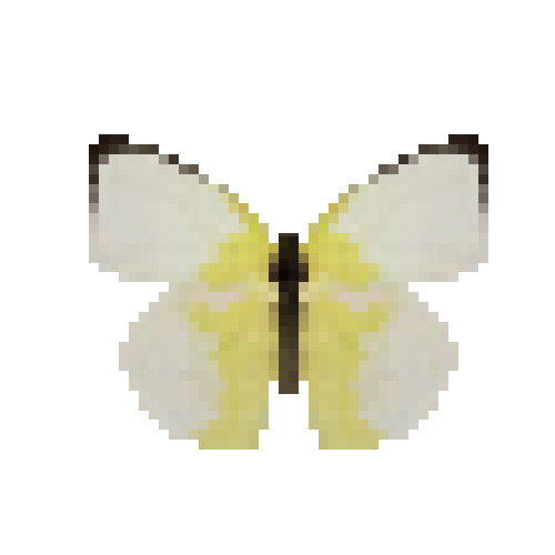 butterfly-dead-lemonemigranthilariaformmale
