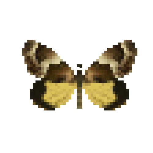 butterfly-dead-macrocosmamoth