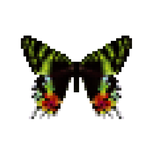 butterfly-dead-madagascansunsetmoth