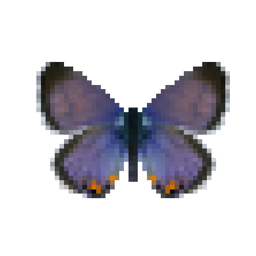 butterfly-dead-meadowbluemale