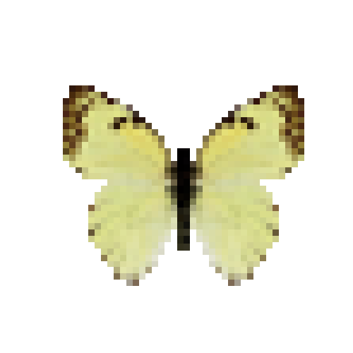 butterfly-dead-mexicanmarbledwhitefemale