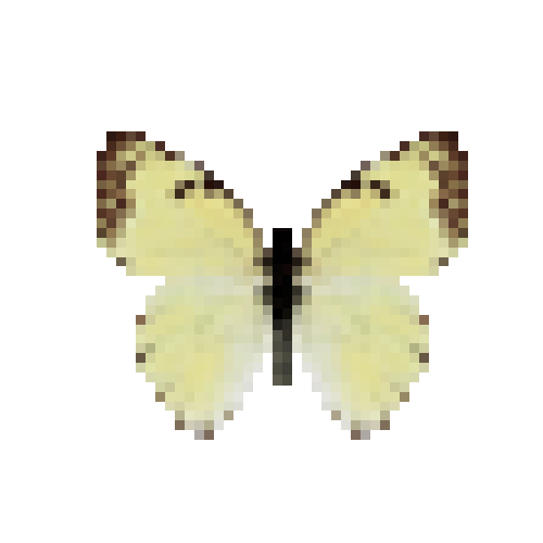 butterfly-dead-mexicanmarbledwhitemale