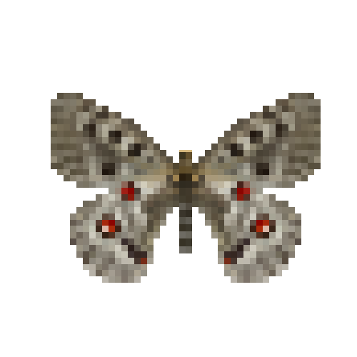 butterfly-dead-mountainapollofemale