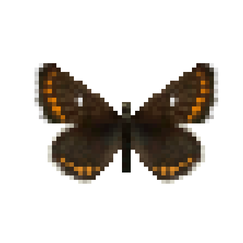 butterfly-dead-northernbrownargusfemale