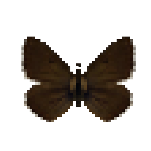 butterfly-dead-northernbrownargusmale
