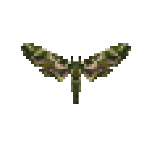 butterfly-dead-oleanderhawkmothmale