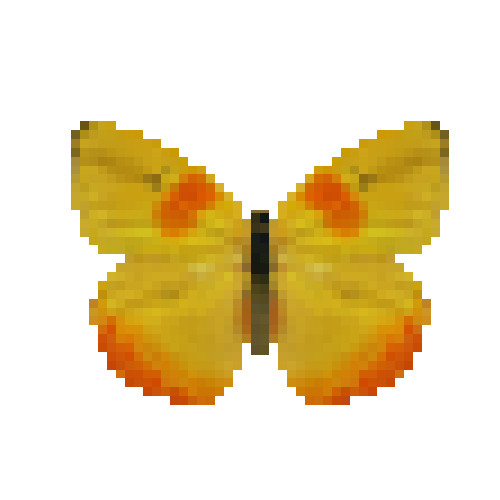 butterfly-dead-orangebarredsulphurmale