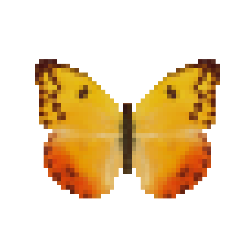 butterfly-dead-orangebarredsulphurthalestrisyellowfemale
