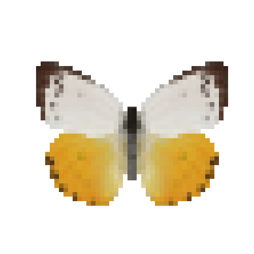 butterfly-dead-orangeemigrantfemale