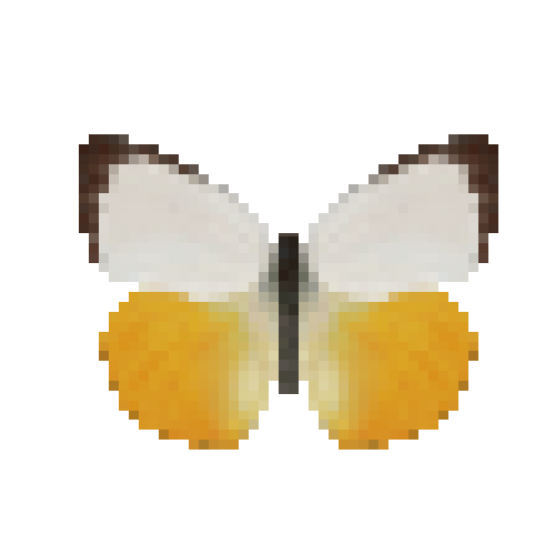 butterfly-dead-orangeemigrantmale