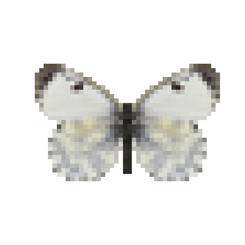 butterfly-dead-orangetipfemale