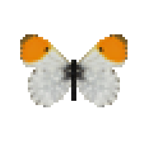 butterfly-dead-orangetipmale