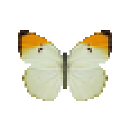 butterfly-dead-orangetippedanglesulfur
