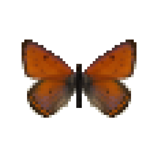 butterfly-dead-purpleedgedcoppermale